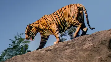 Zasłona do filmu "Jungle Cat" #1873648