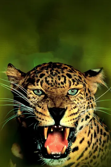Plakat do filmu "Jungle Cat" #1873654