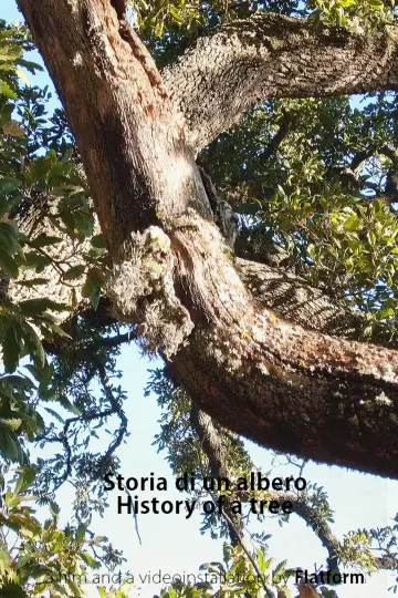 History of a Tree