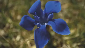 Zasłona do filmu "Gentian Sprite" #927085