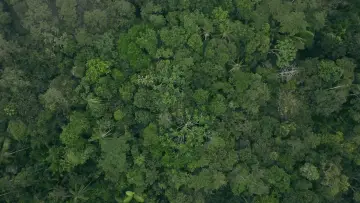 Eat More Trees