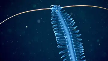 Zasłona do filmu "Abysses, la face cachée des océans" #915368