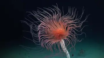 Zasłona do filmu "Abysses, la face cachée des océans" #915369
