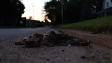 Zasłona do filmu "Roadkill" #929423