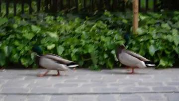 Zasłona do filmu "Une balade au square des batignoles" #933970