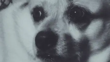 Zasłona do filmu "Adeline The Dog!" #957469
