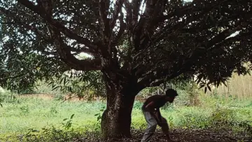 Zasłona do filmu "O Homem Estranho Dorme" #955579