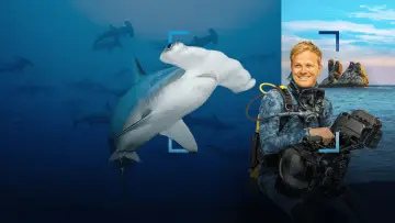 Zasłona do filmu "Hammerhead Sharks Up Close with Bertie Gregory" #955586