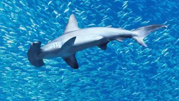 Zasłona do filmu "Hammerhead Sharks Up Close with Bertie Gregory" #955587