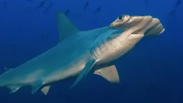 Zasłona do filmu "Hammerhead Sharks Up Close with Bertie Gregory" #955588