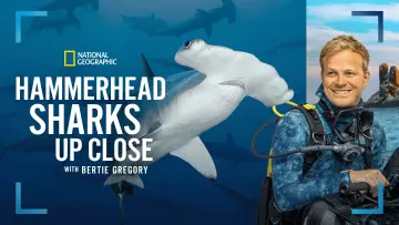 Zasłona do filmu "Hammerhead Sharks Up Close with Bertie Gregory" #955589