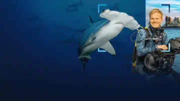 Zasłona do filmu "Hammerhead Sharks Up Close with Bertie Gregory" #955590