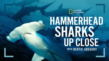 Zasłona do filmu "Hammerhead Sharks Up Close with Bertie Gregory" #955591