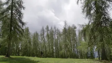 Zasłona do filmu "Pas à Pas" #956176