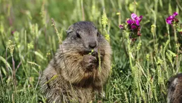 Zasłona do filmu "Marmottes la Guerre des Clans" #1201376