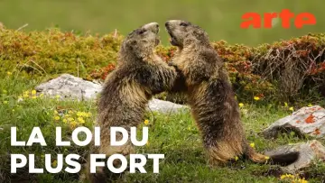 Zasłona do filmu "Marmottes la Guerre des Clans" #958140