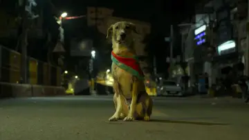 Zasłona do filmu "Ohh My Dog" #953636