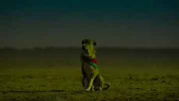 Zasłona do filmu "Ohh My Dog" #953638