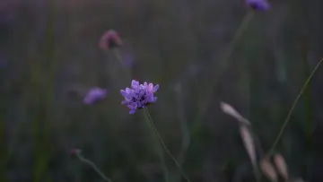 Zasłona do filmu "COULDN