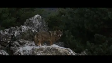 Zasłona do filmu "Cimarrón" #1144504