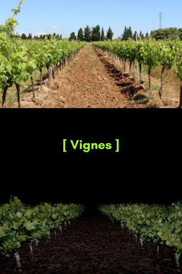 Plakat do filmu "[ Vignes ]" #1144628