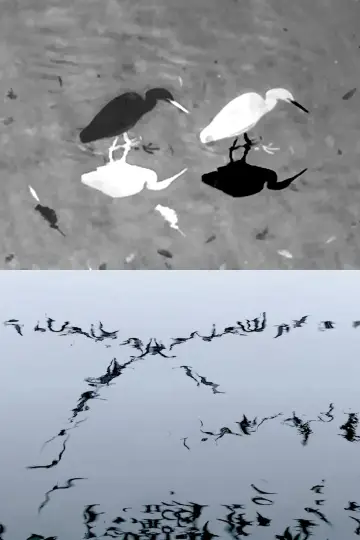 Animal Studies (Egret / Seagull Reflection / Midges / Spider / Swans in a Line) plakat