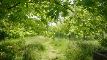 Zasłona do filmu "La Picasso Food Forest" #1159571