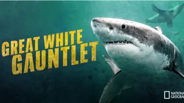 Zasłona do filmu "Great White Gauntlet" #1177455