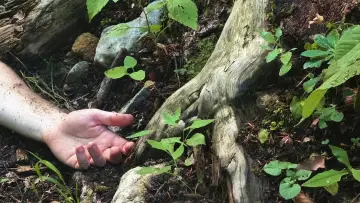 Zasłona do filmu "Vedo Sento Parlo" #1187344
