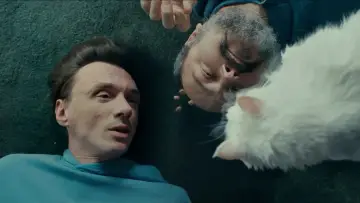 Koty na szkle plakat