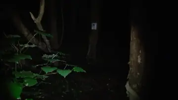 Zasłona do filmu "Grey_Pines.Mov" #1196511
