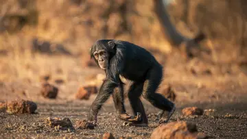 Zasłona do filmu "Humanlike - The Chimps of Fongoli" #1572827