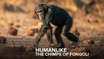 Zasłona do filmu "Humanlike - The Chimps of Fongoli" #1572828