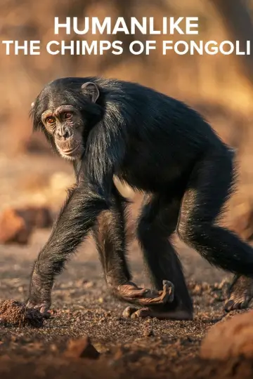 Plakat do filmu "Humanlike - The Chimps of Fongoli" #1572830