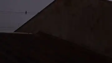 Zasłona do filmu "apocalipse dos animais" #1230043