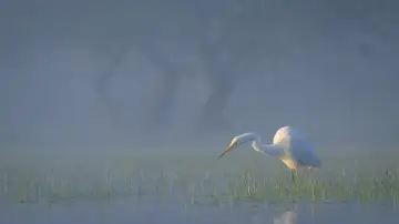 Zasłona do filmu "Delta Sălbatică" #1746818
