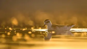 Zasłona do filmu "Delta Sălbatică" #1746820