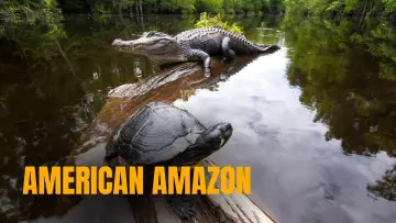 Zasłona do filmu "American Amazon" #1625627