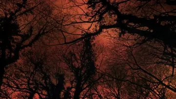 Zasłona do filmu "Carta d’un arbre als humans" #1569645
