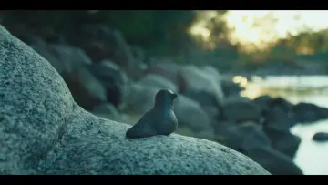 Zasłona do filmu "Pajarito" #1807762