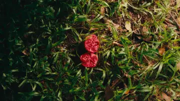Zasłona do filmu "Pomegranate" #1849115