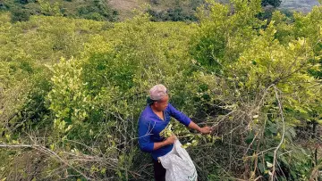 Zasłona do filmu "Cocaïne : la poudrière colombienne" #1817636