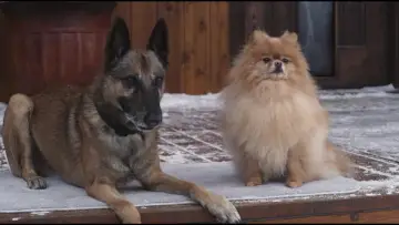 Zasłona do filmu "Step Dogs" #970352
