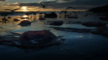 Zasłona do filmu "Birdman czyli (nieoczekiwane pożytki z niewiedzy)" #802487