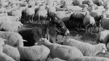 Zasłona do filmu "Na los szczęścia, Baltazarze!" #985934