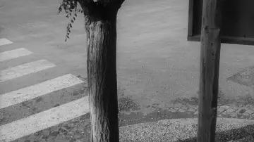 Zasłona do filmu "Zaćmienie" #1384514