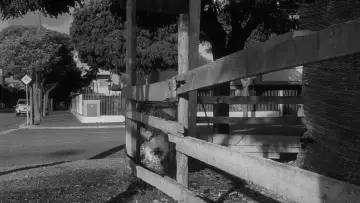 Zasłona do filmu "Zaćmienie" #1384539