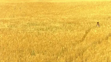 Zasłona do filmu "Połyskliwa skóra" #1523415