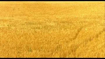 Zasłona do filmu "Połyskliwa skóra" #1523432