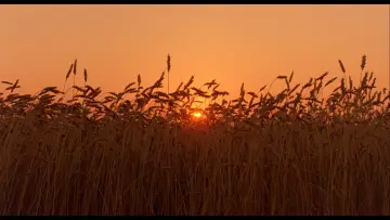 Zasłona do filmu "Połyskliwa skóra" #1523445